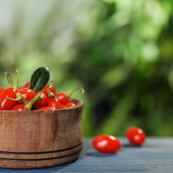 goji berry plant