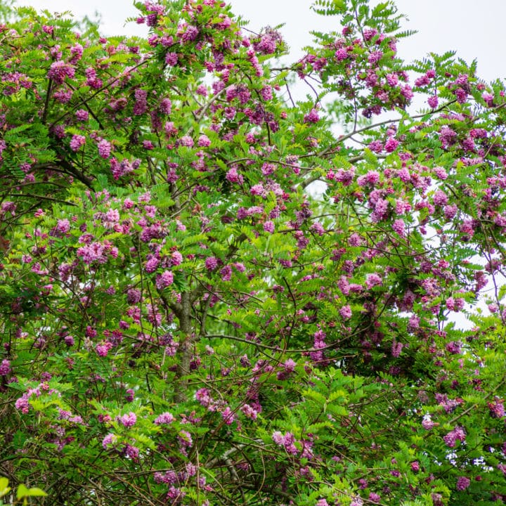 shrub garden