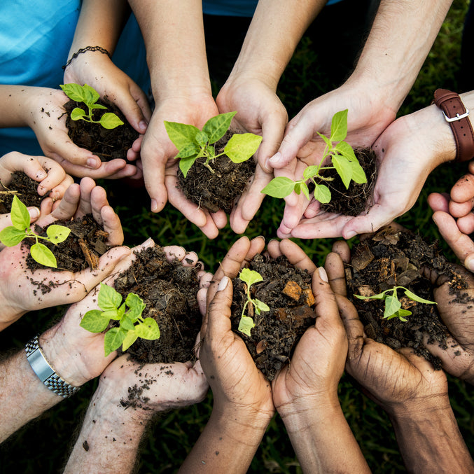 Best Trees to Plant for Climate Change 