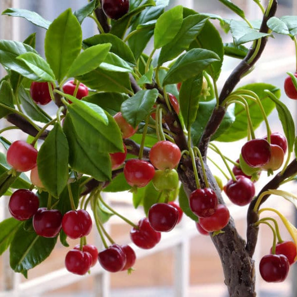 small cherry tree with cherries growing