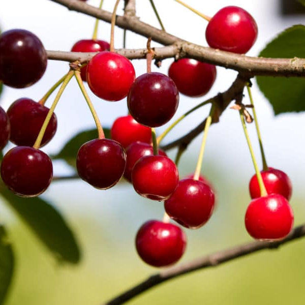 Cherry Trees