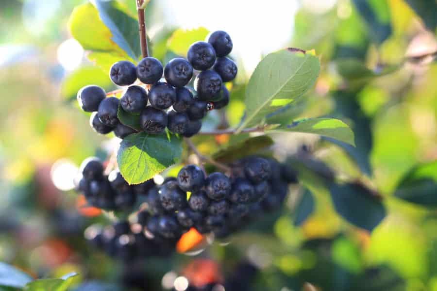 Fruit Tree, Blueberry