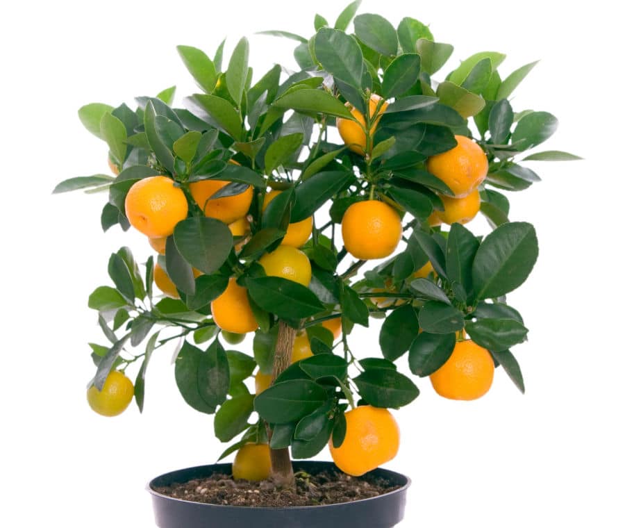 dwarf orange tree