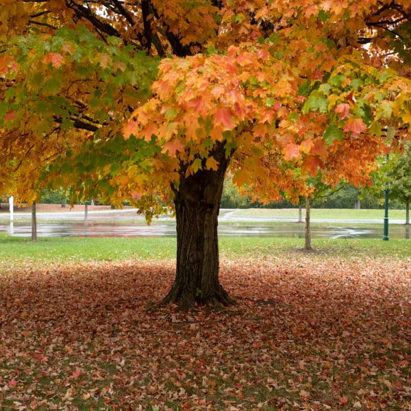 maple trees