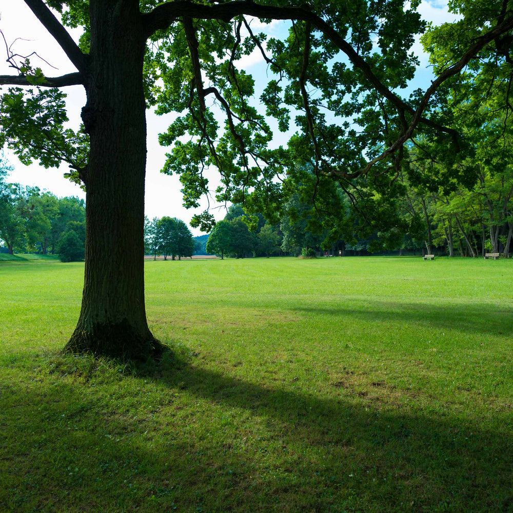 Best fast-growing shade tree