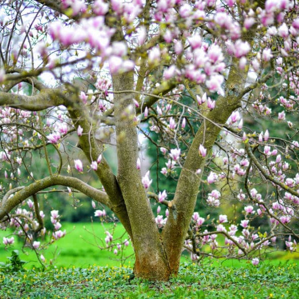 magnolia tree