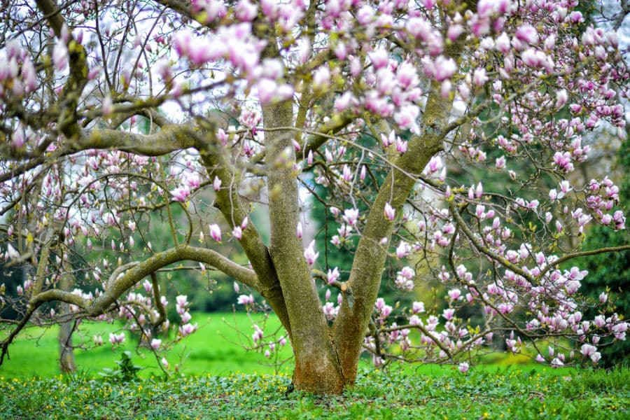 magnolia tree