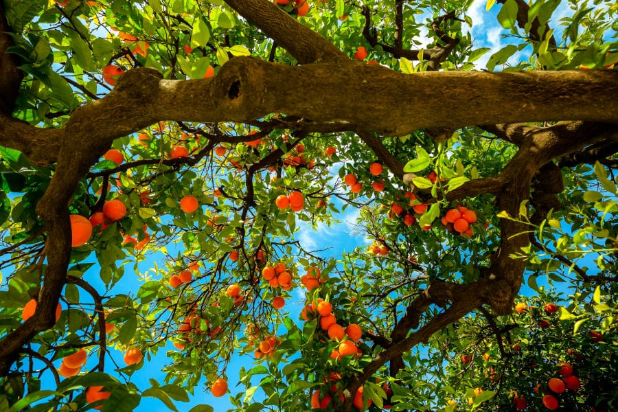 orange trees