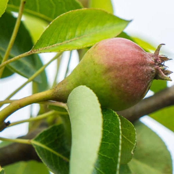 Pear Tree