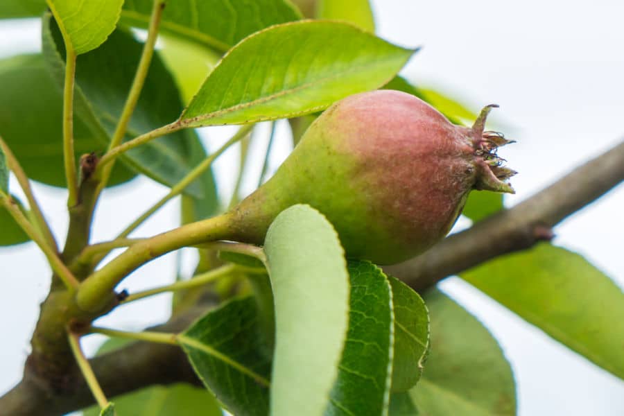 Pear Tree