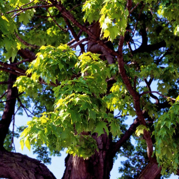Shade Tree's