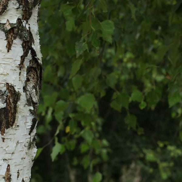 trees to eat
