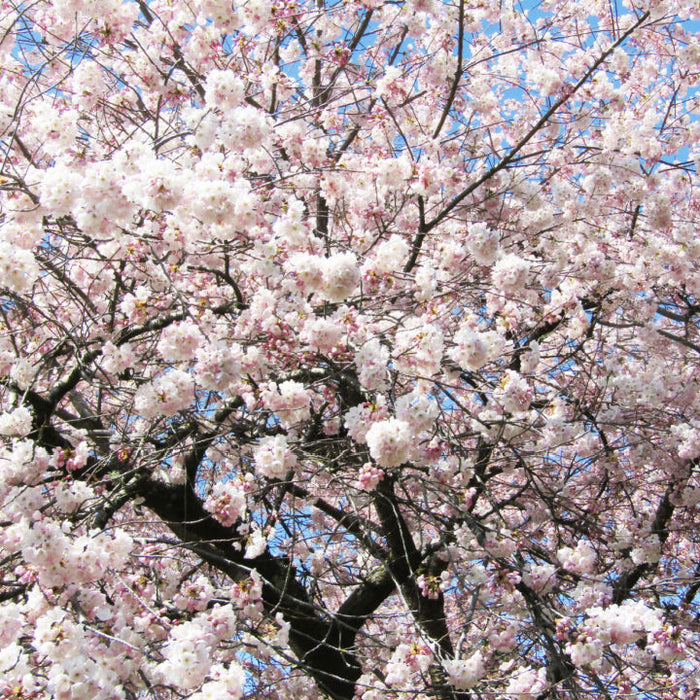 Akebono Flowering Cherry