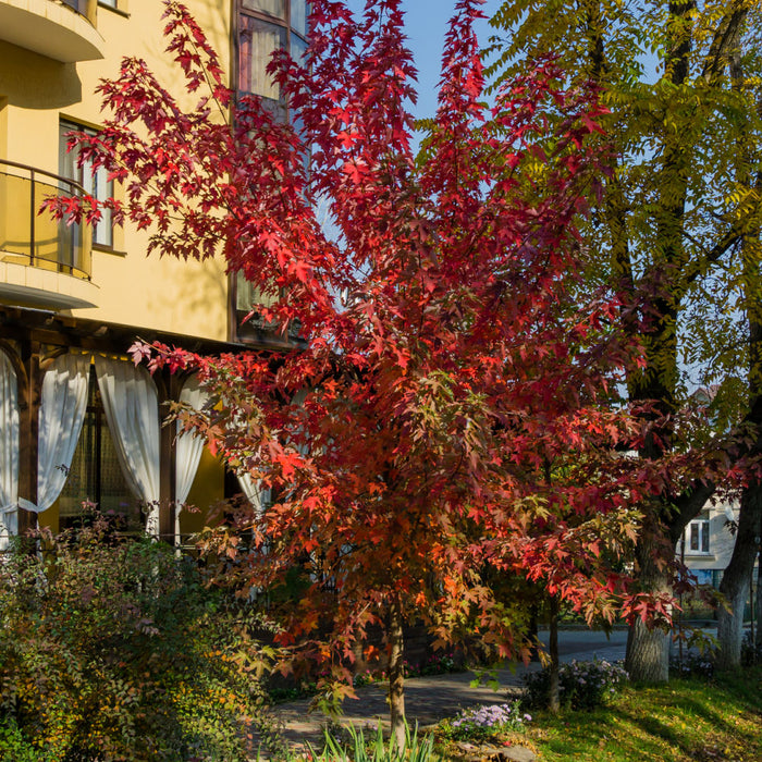 Autumn Blaze Maple | Shade Tree