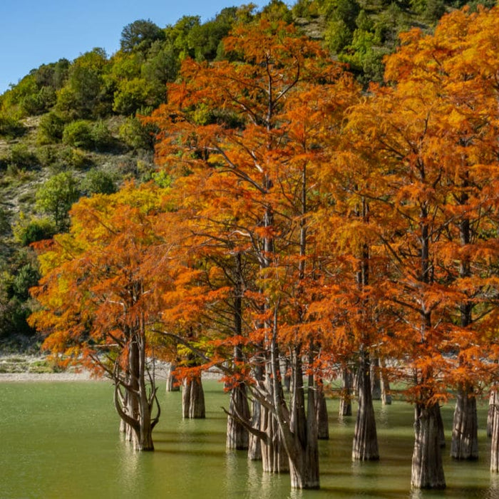 Bald Cypress Trees