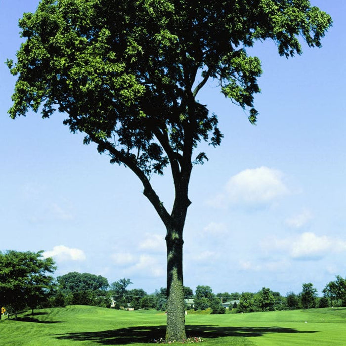 Black Walnut | Fruit Tree