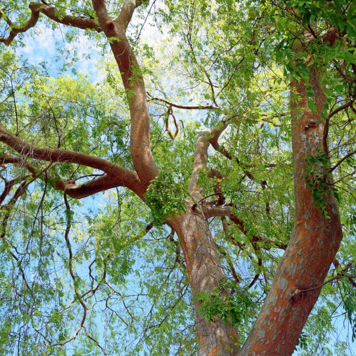 Chinese Elm | Shade Tree