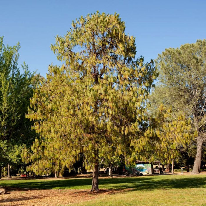 Eastern White Pine big and tall