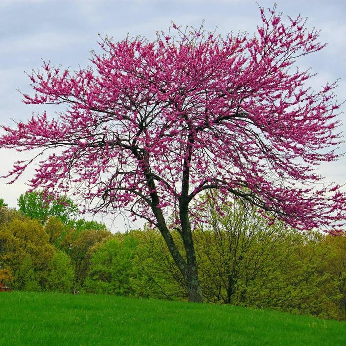 Eastern Redbud Trees