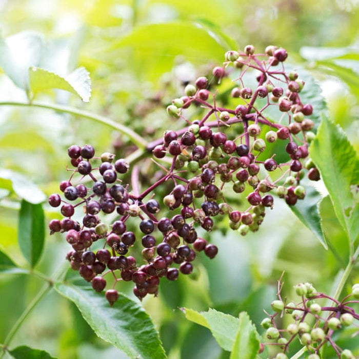 American Black Elderberry