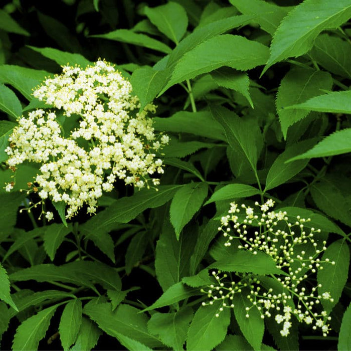 American Black Elderberry | Shop Shrubs