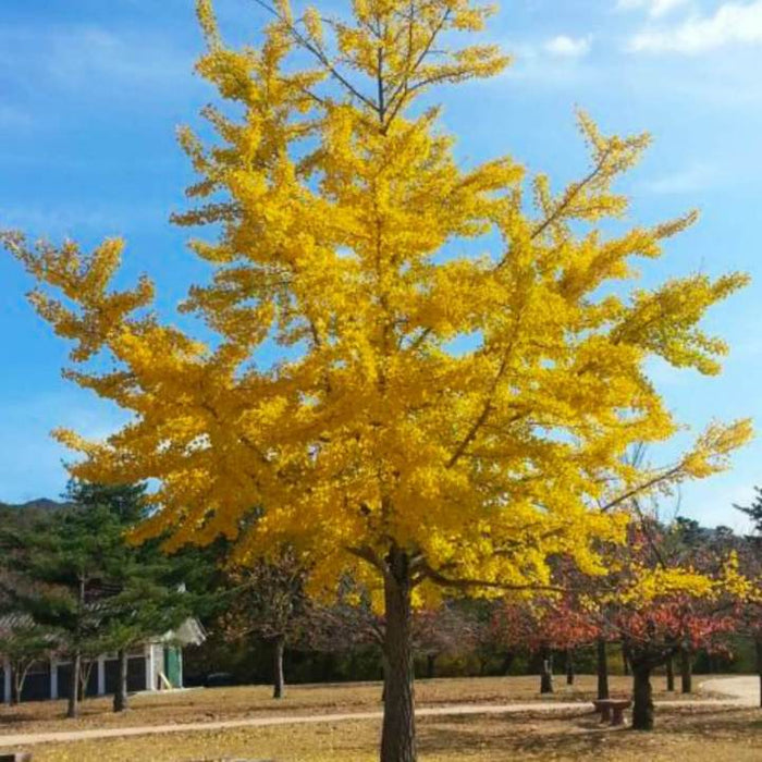 Ginkgo Biloba Trees