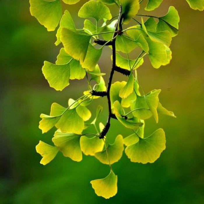 Ginkgo Biloba | Shade Tree