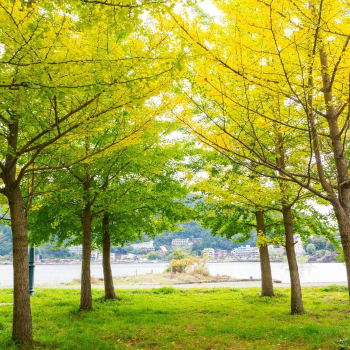Ginkgo Biloba | Shade Tree