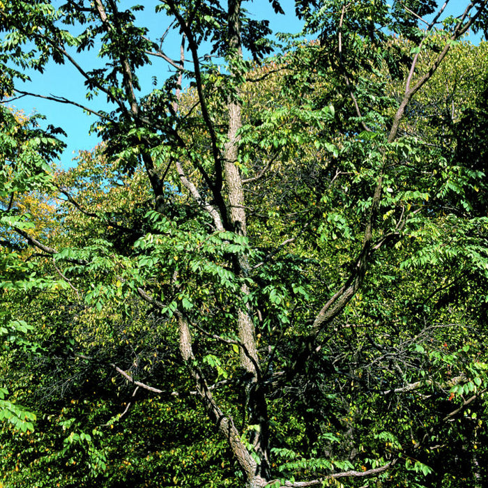 Kentucky Coffeetree