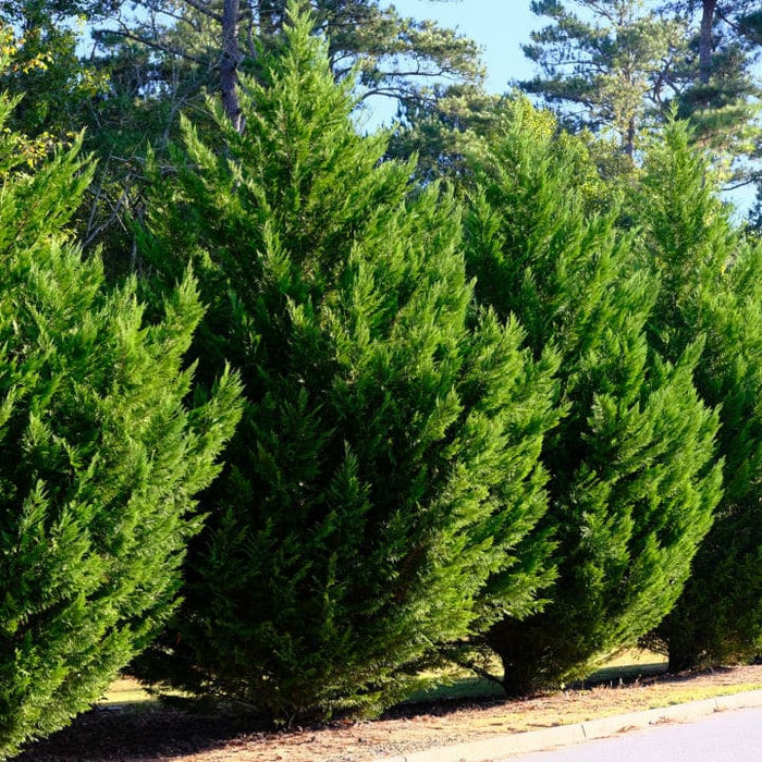 Leyland Cypress | Shop Shrubs