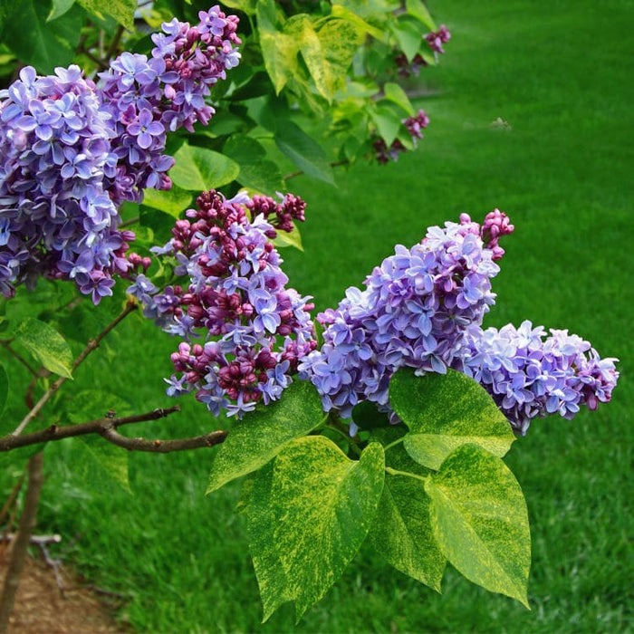 Lilac | Flowering Tree