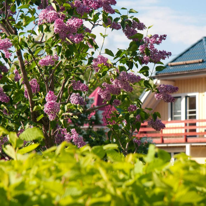 Lilac | Flowering Tree