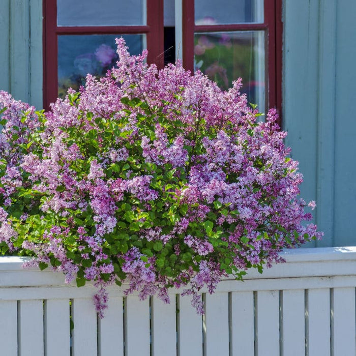Lilac | Flowering Tree