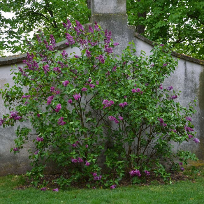 Lilac | Flowering Tree
