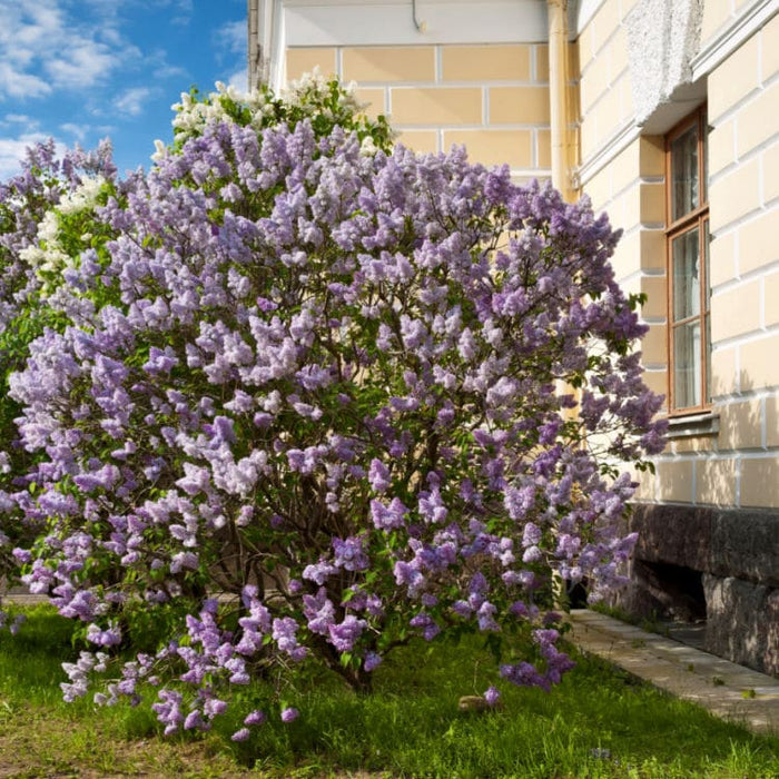 Lilac | Flowering Tree