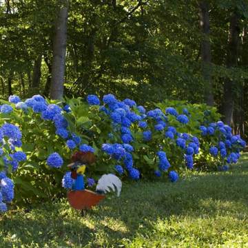 Nikko Blue Hydrangea | Shop Shrubs