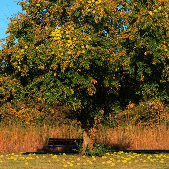 Osage Orange