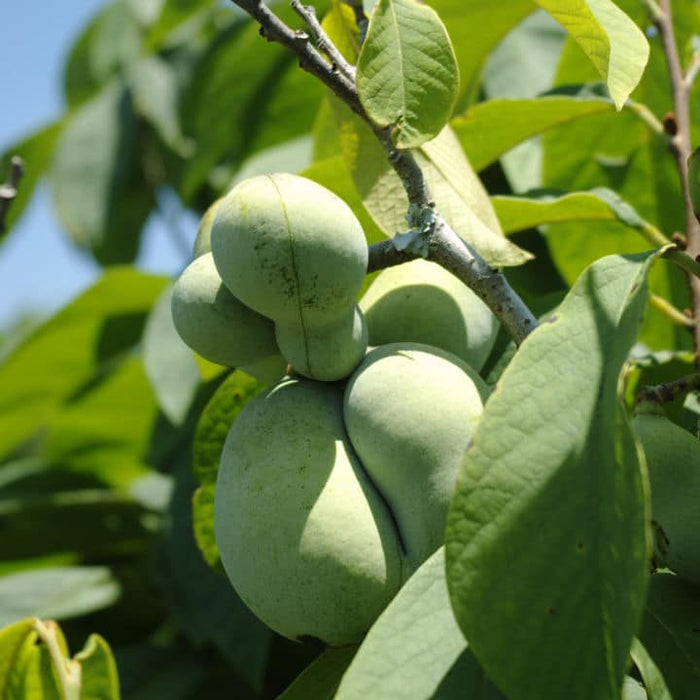 Paw Paw
