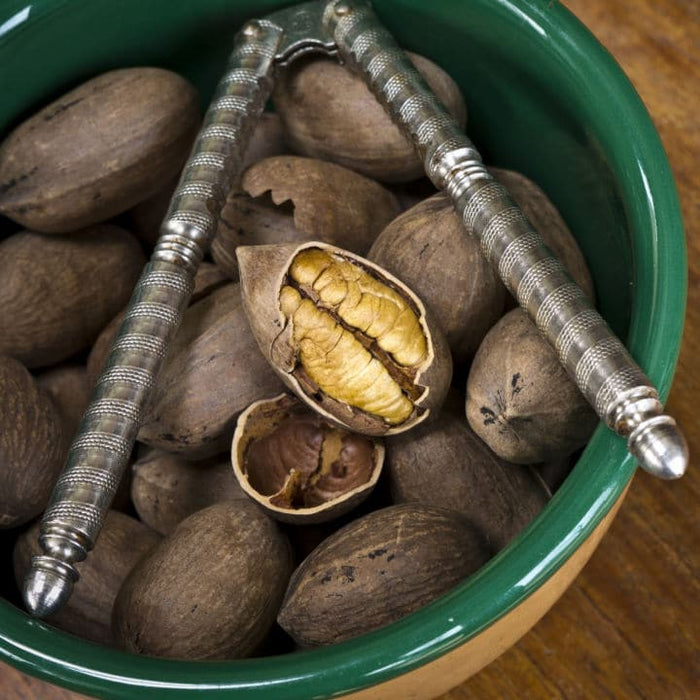Native Pecan
