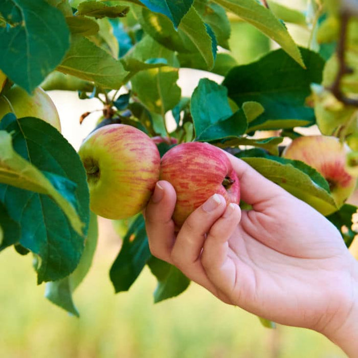 Red Apple