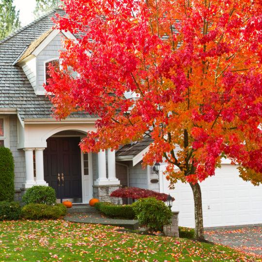 Red Maple | Shade Tree