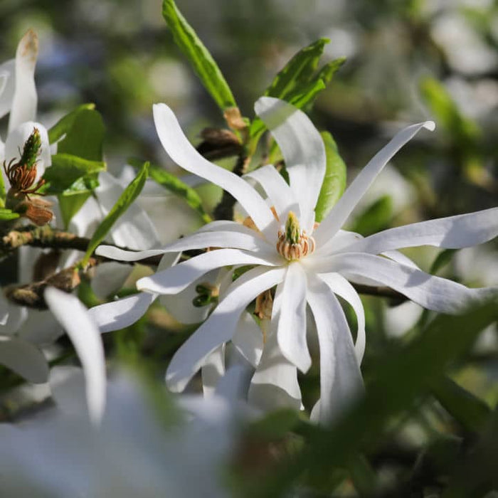 Royal Star Magnolia | Flowering Tree