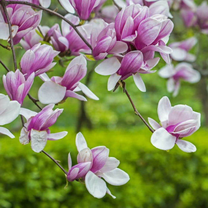 Saucer Magnolia | Flowering Tree