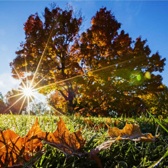 Sugar Maple Trees | Shade Tree