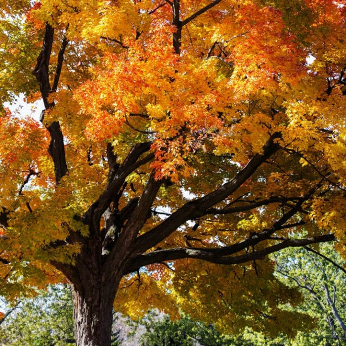 Sugar Maple Trees | Shade Tree