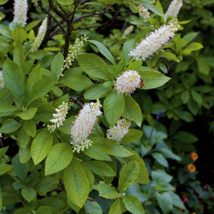 Summer Sweet Clethra | Shop Shrubs