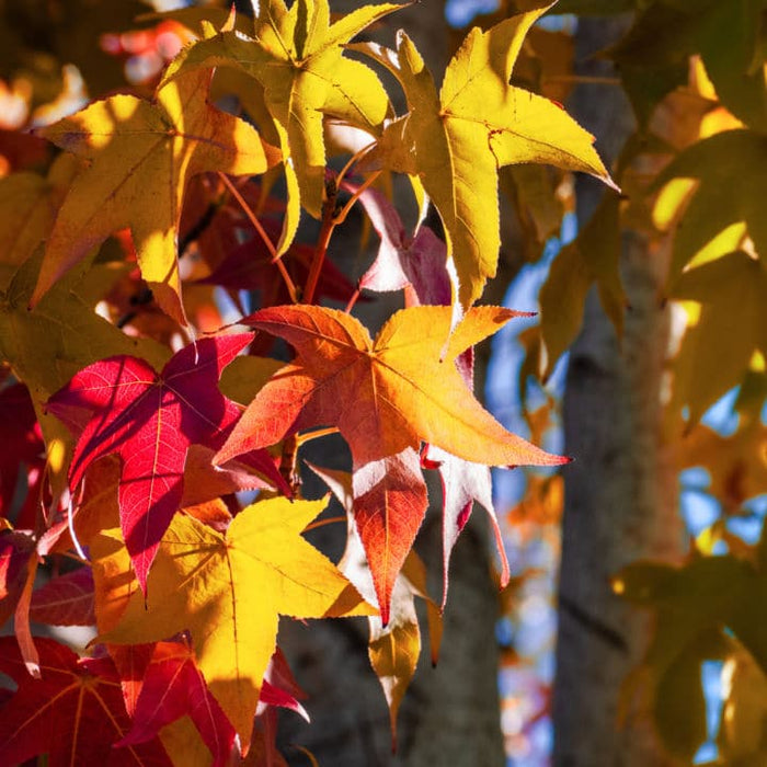 American Sweet Gum | Shade Tree