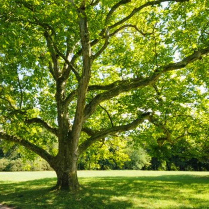 American Sycamore