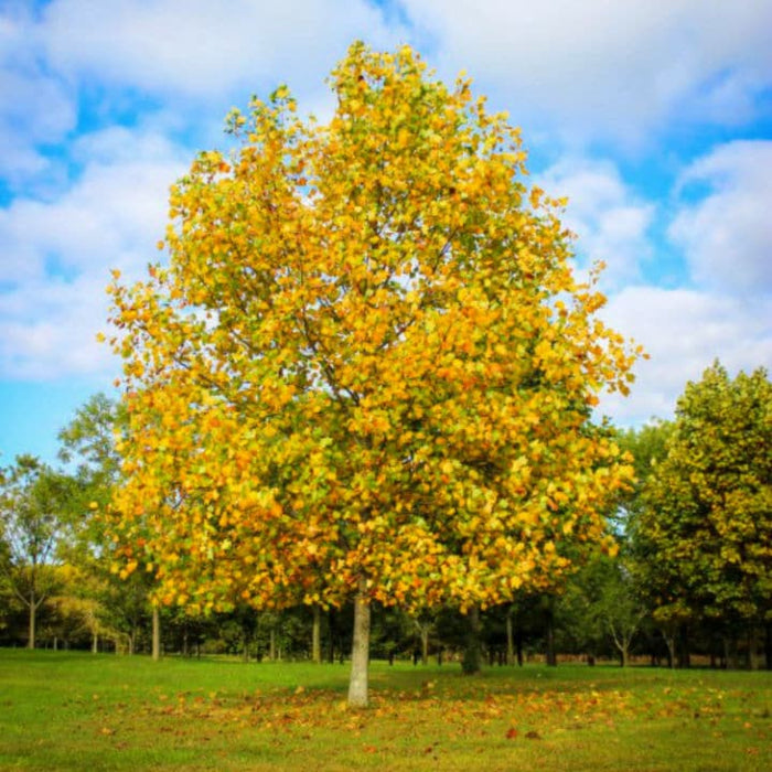Tulip Poplar