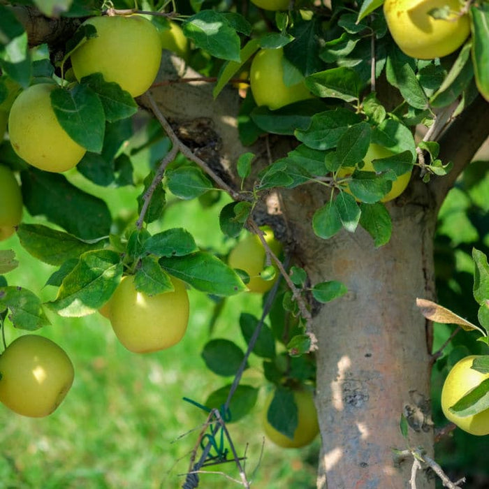 Yellow Delicious Apple Tree